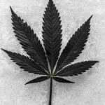 Five Burning Questions Surrounding Marijuana Legalization In Canada