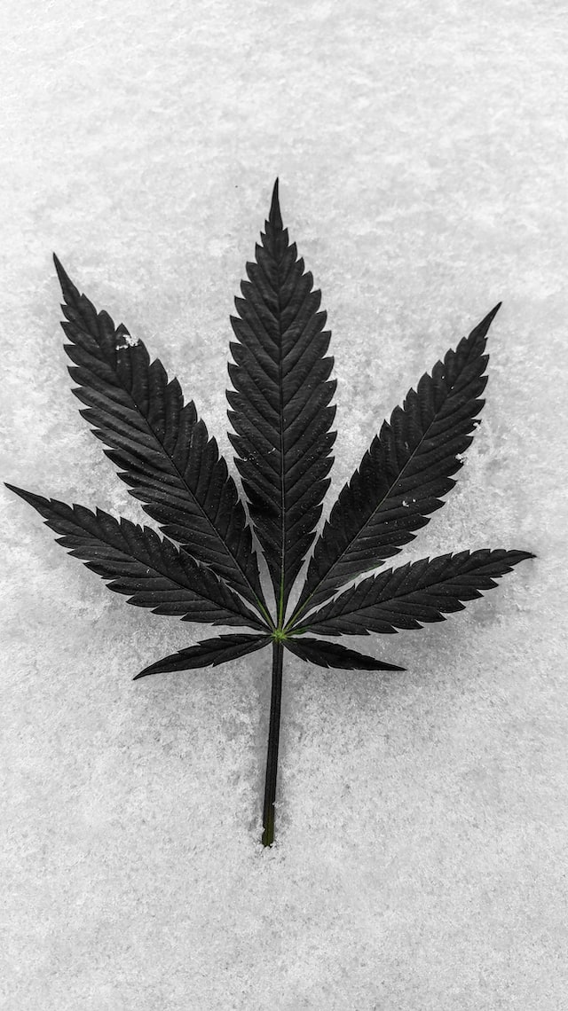 Five Burning Questions Surrounding Marijuana Legalization In Canada